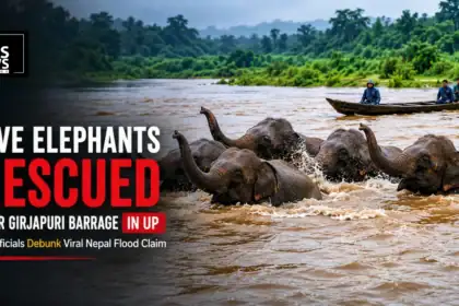 Five Elephants Rescued Near Girjapuri Barrage in UP as Officials Debunk Viral Nepal Flood Claim