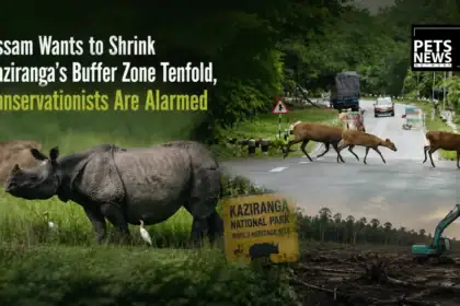 Assam Wants to Shrink Kaziranga's Buffer Zone Tenfold, Conservationists Are Alarmed