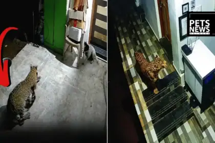 Leopard Climbs to First Floor of Goa Guest House, Attacks Dog in CCTV-Captured Incident