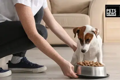 Premium Dog Food Brand Years Recalls All Meals Over Buckwheat-Linked Eye Illness