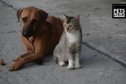 SAVE Vaccinates 50+ Cats and Dogs Free in Jammu, Pushing India Closer to a Rabies-Free Future