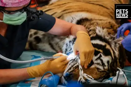 Denver Zoo's Head Vet Breaks Down "Whole Life Care" After a String of Animal Deaths This Year