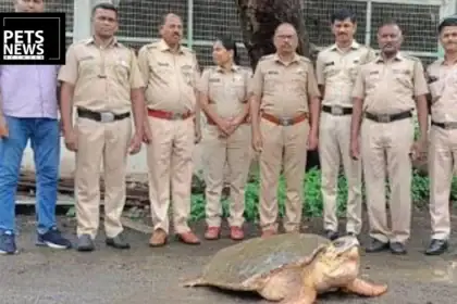 Mumbai Police Rescue Rare 100 kg Loggerhead Sea Turtle From the Arabian Sea