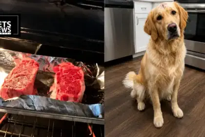 Texas Sports Writer's Viral Steak Dinner for His Cancer-Free Golden Retriever Wins the Internet