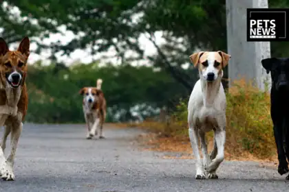Jaipur Civic Body Tells High Court It Sterilises 800 Stray Dogs a Month