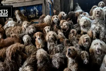 250 Dogs, One Room, and a Photo the Internet Refused to Believe Was Real