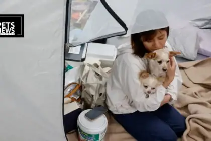 Kumamoto Quake: Vet Hospital Shelters Displaced Pets