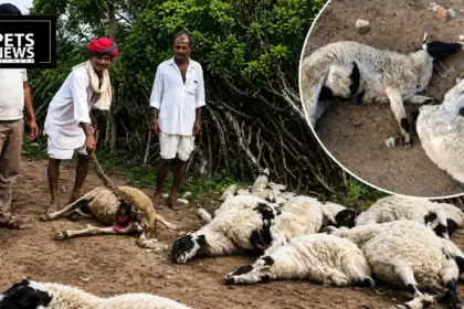 Tragedy in Chandgarh: Suspected Leopard Attack Claims 16 Sheep Overnight