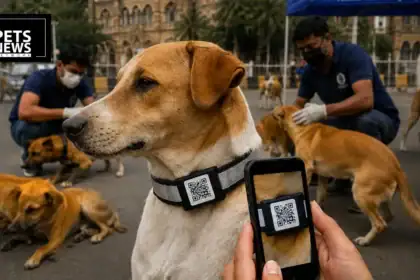 Mumbai's Stray Dogs Are Getting "Aadhaar-Style" QR Collars to Track Rabies-Free 2030 Progress