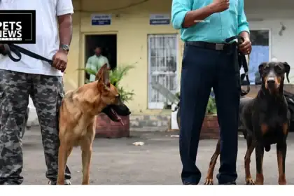 No More Adoption: Maharashtra's Police Dogs Will Now Retire With Their Handlers for Life