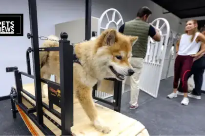 Vets, Gyms and Grooming Under One Roof- Inside the UAE's New Wellness-First Pet Care Revolution