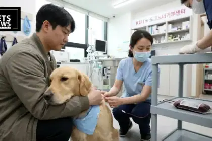 Meet Cappu: The Golden Retriever Whose 10 Blood Donations Are Helping Rewrite South Korea's Canine Care System