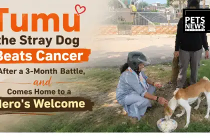 Tumu the Stray Dog Beats Cancer After a 3-Month Battle, and Comes Home to a Hero's Welcome