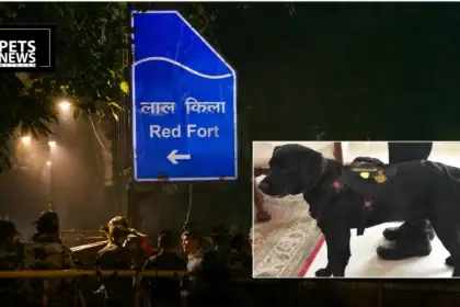 Meet Donny: The NSG Explosive Detection Dog Honoured for His Role in the Red Fort Blast Probe