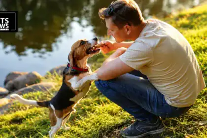 How a Digital Licensing System Is Getting Lost Pets Home Faster in Eastern Iowa