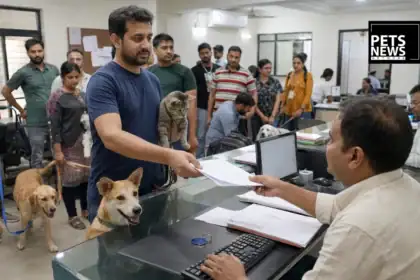 Ahmedabad Pet Registration Drive Stalls as AMC Records 19,816 Dogs and Just 263 Cats