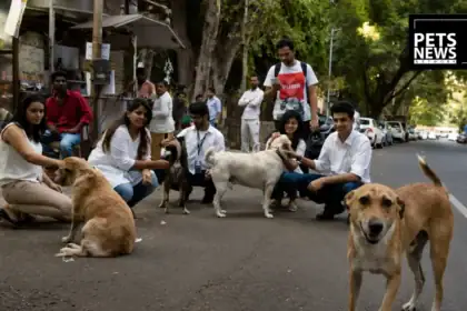Kerala Orders Every Local Body to Set Up 24x7 Street Dog Response Teams