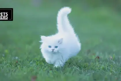 Own a Pet Cat in Lucknow? You'll Soon Need a Licence From the LMC Website