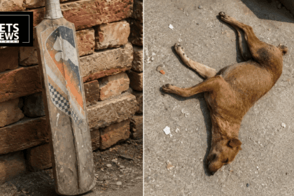 FIR Registered After Community Dog Beaten With Cricket Bat and Buried Alive in Ghaziabad