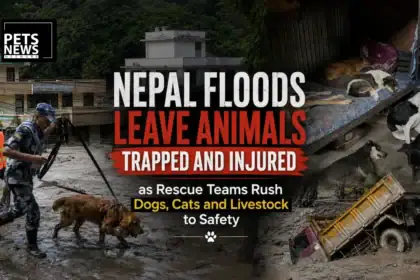 Nepal Floods Leave Animals Trapped and Injured as Rescue Teams Rush Dogs, Cats and Livestock to Safety