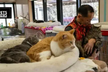 Tokyo-Area Governments Push to Keep Pets and Owners Together in Disaster Shelters