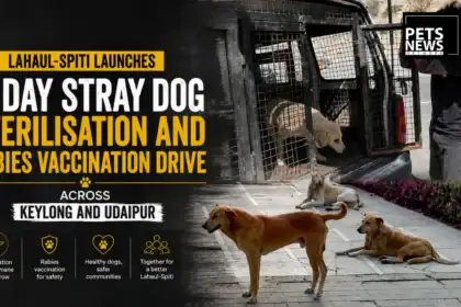 Lahaul-Spiti Launches 6-Day Stray Dog Sterilisation and Rabies Vaccination Drive Across Keylong and Udaipur