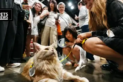 14-Year-Old Held in Hong Kong Over Death of Severely Injured Cat