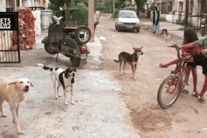 Chandigarh's ₹18.42 Crore Stray Dog Shelter Will House Nearly 2,000 Dogs — Here's What's Coming to Sector 25