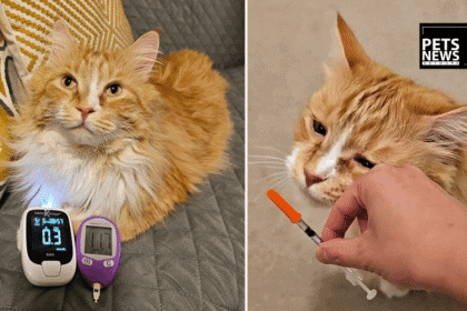 The Diabetic Cat That Isn't Responding to Insulin Might Have a Hidden Tumour