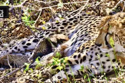 Four Years, Four New Lives: India-Born Cheetah's Cubs Mark a Turning Point for Project Cheetah