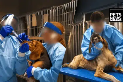 10,000 Dogs, 90 Days of Force-Feeding Pesticides, and a Study That Says Most of It Was Pointless