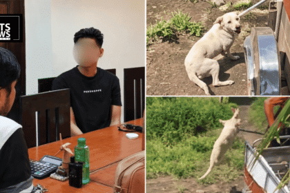 Three Dogs Saved From a Vlogger's Cruelty Over a Pair of Slippers, One Is Pregnant