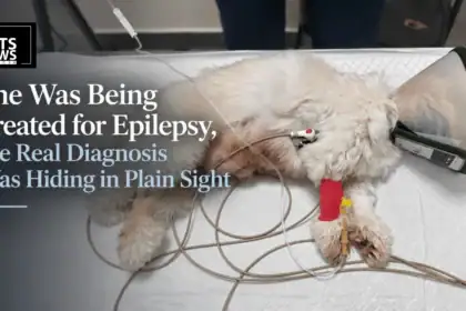 She Was Being Treated for Epilepsy, the Real Diagnosis Was Hiding in Plain Sight