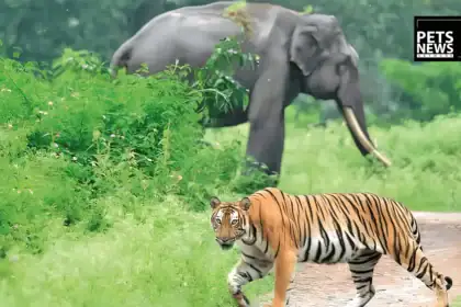 India's "Tiger State" Wants More Elephants, Here's Why MP Is Asking Four States to Share Their Jumbos