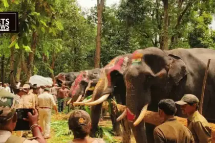A Week Off From Patrol Duty: Inside Kanha Tiger Reserve's Annual Elephant Rejuvenation Camp