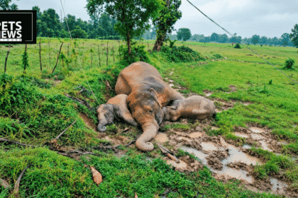 A Mother and Two Calves, Dead in a Paddy Field: India's Deadliest Threat to Elephants Is a Length of Wire