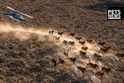 A Colt's Broken Leg, a $69.5 Million Price Tag, and the Bill That Could Ground America's Wild Horse Roundups