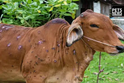 Lumpy Skin Disease Resurgence 2026: What Farmers and Cattle Owners Need to Know