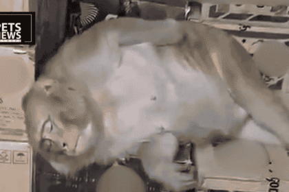 A Monkey Walked Into a Liquor Shop in Ranchi. It Didn't Leave Sober.
