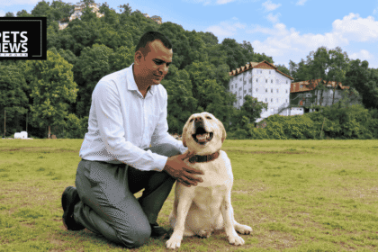 Meet Dora: The Himachal Police Bomb-Sniffing Labrador Who's Finally Looking for a Family, Not a Buyer