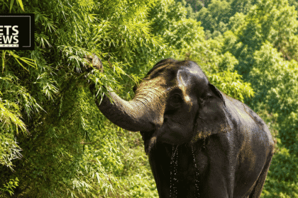 After 13 Months and a Year-Long Legal Battle, Elephant Madhuri Returns Home to Kolhapur