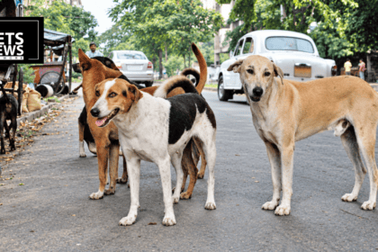 Ranchi Floats ₹2.05 Crore Tender for New 50-Kennel Dog Shelter, But Will It Be Enough for 34,000 Strays?