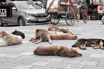 ₹1.48 Crore, 7 Years, and a Bite-Case Surge: What's Really Going Wrong With Srinagar's Dog Sterilisation Programme?