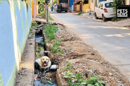 Chennai's Pet Abandonment Crisis: 15 Dogs Dumped a Week, and Fines Alone Aren't Fixing It