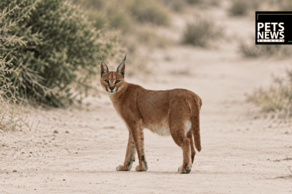 Rescued, Recovered, Released: India's Rare Female Caracal Gets a Radio Collar in Jaisalmer
