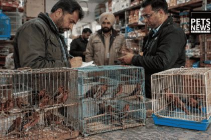 38 Red Munias Seized From a Jagraon Pet Shop: Why These Tiny Birds Are Illegal to Sell