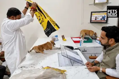 Nashik Protesters Dump Puppies on Officer's Desk, Then Face the Law