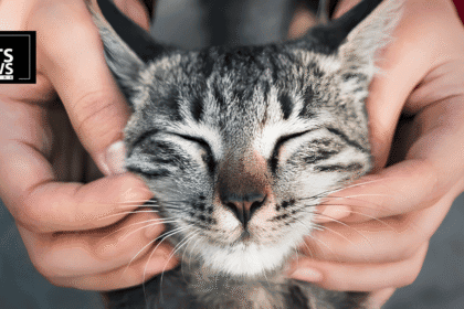 The "Homebody Hunter" Problem: Why Your Cat's Small World Might Be a Big Deal for Local Wildlife