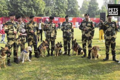 Meet India's New Border Guardians: Native Hounds Replacing German Shepherds and Labradors in the K9 Squad