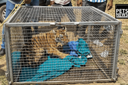 Swept Away and Found in a Fishing Net: How a 3-Month-Old Tiger Cub Made It Back to the Wild